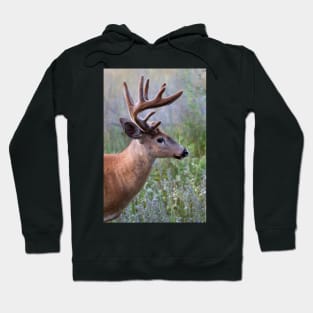 White-tailed deer Buck Hoodie